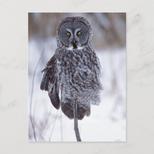 Great Gray Owl near Pine City MN Postcard