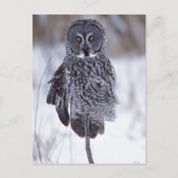 Great Gray Owl Near Pine City Mn  Postcard by theworldofanimals at Zazzle