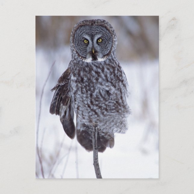 Great Gray Owl near Pine City MN, Postcard (Front)