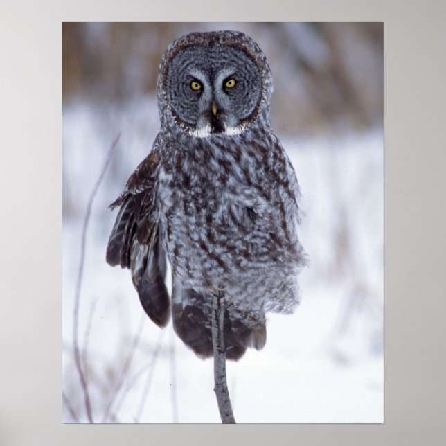 Great Gray Owl near Pine City MN, Poster (Front)
