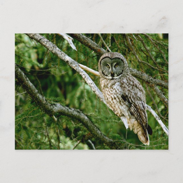 Great Gray Owl Post Card (Front)