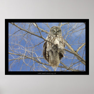 Great Gray Owl Poster