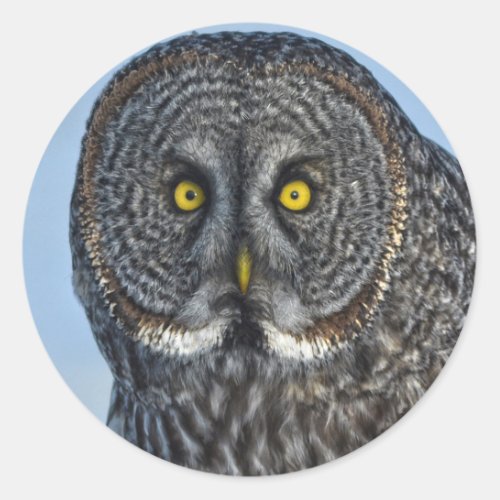 Great Gray Owl Wildlife Raptor Photo Classic Round Sticker
