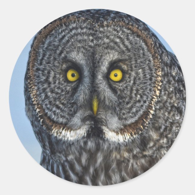 Great Gray Owl Wildlife Raptor Photo Classic Round Sticker (Front)
