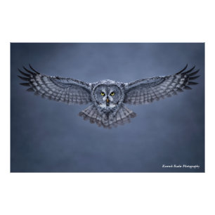 Great Gray Owl Wingspan Wildlife Art Print