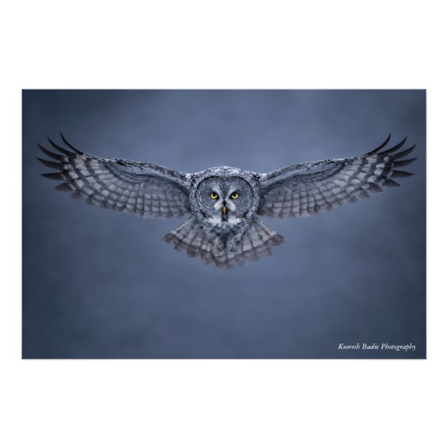 Great Gray Owl Wingspan Wildlife Art Print (Front)