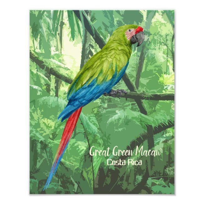Great Green Macaw Costa Rica Design