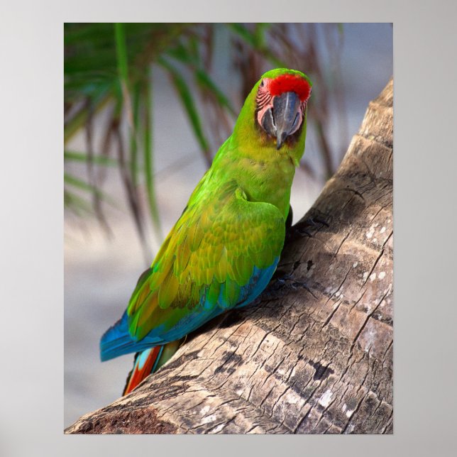 Great green macaw on a tree poster (Front)