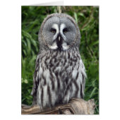 Great Grey Owl (Front)