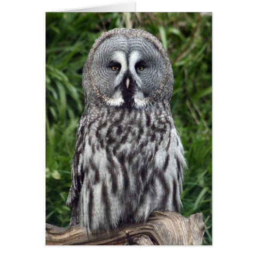 Great Grey Owl (Front)