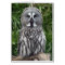 Great Grey Owl