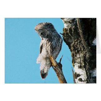 Great Grey Owl 2 In Tree Cards