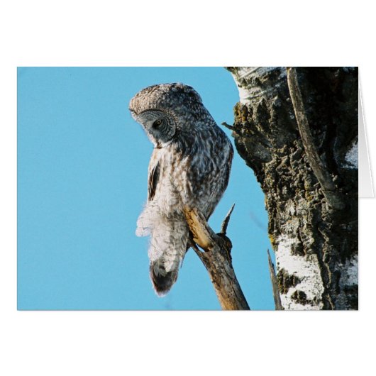 Great Grey Owl 2 In Tree Cards (Front Horizontal)