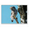 Great Grey Owl 2 In Tree