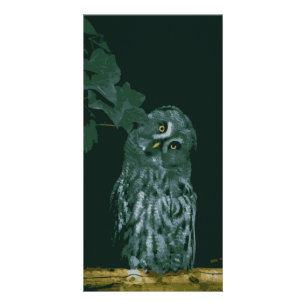 Great Grey Owl Card