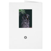 Great Grey Owl Cards (Back)