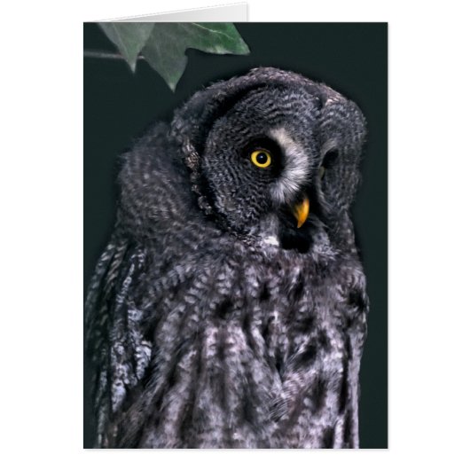 Great Grey Owl Cards (Front)