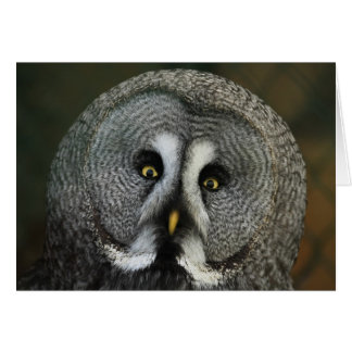Great Grey Owl Cards