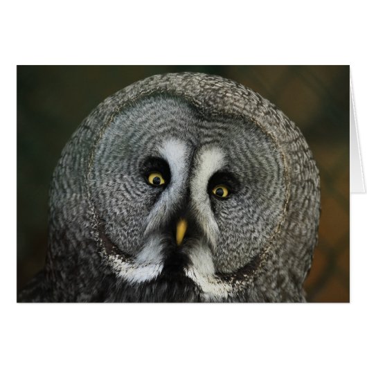 Great Grey Owl Cards (Front Horizontal)