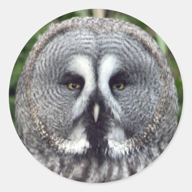 Great Grey Owl Classic Round Sticker (Front)