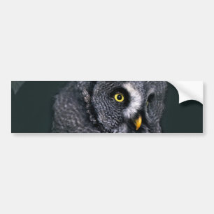 Great Grey Owl Halloween Wildlife Art Bumper Sticker