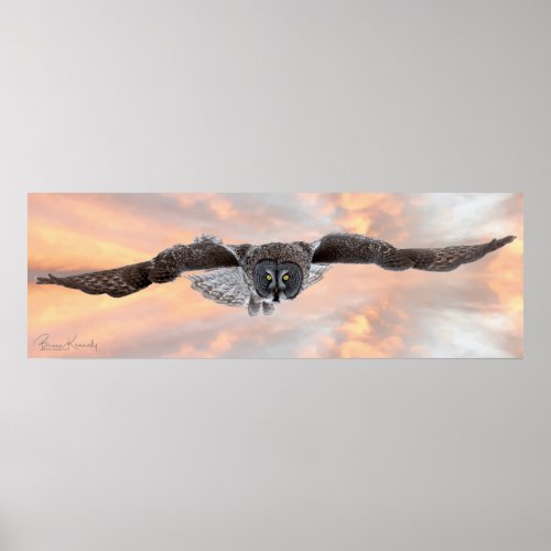 Great Grey Owl in Full Flight Poster