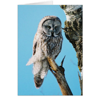 Great Grey Owl in Tree 3 Card