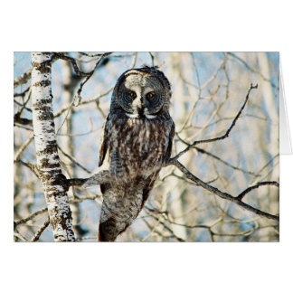 Great Grey Owl in Tree Cards