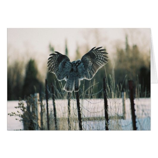 Great Grey Owl Landing Card (Front Horizontal)