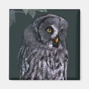 Great Grey Owl Magnet