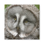 Great Grey Owl Magnet