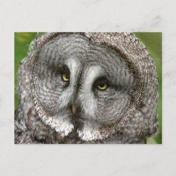 Great Grey Owl Postcard by WildlifeAnimals at Zazzle