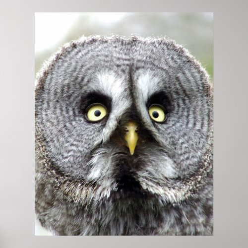 Great Grey Owl Poster