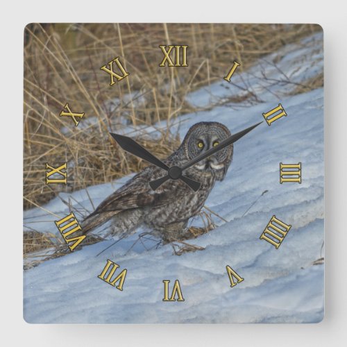 Great Grey Owl Standing in Snow Wildlife Photo Square Wall Clock