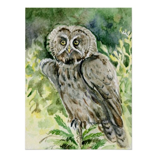 Great grey Owl watercolor Poster