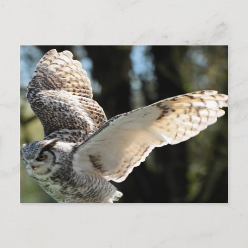 Great Horn Owl Flying 3 Postcard