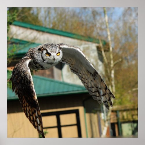 Great Horn Owl yellow eyes 2 Poster