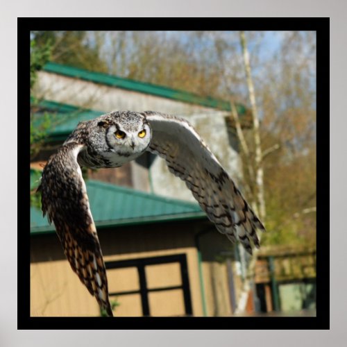 Great Horn Owl yellow eyes Poster