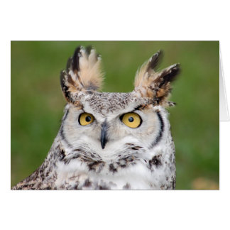 Great Horned Owl 2 Card
