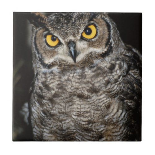 Great Horned Owl  2 Ceramic Tile