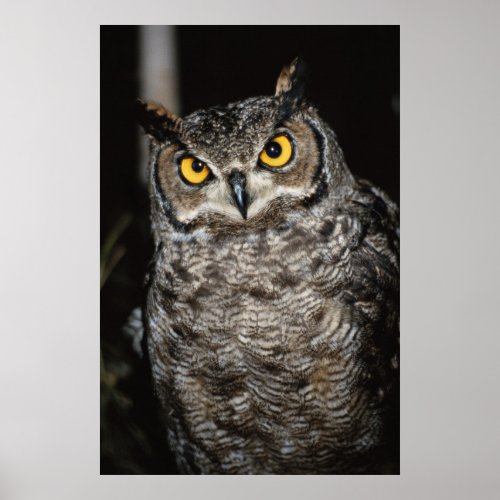 Great Horned Owl  2 Poster