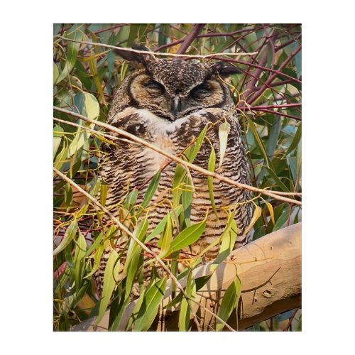 Great Horned Owl Acrylic Print