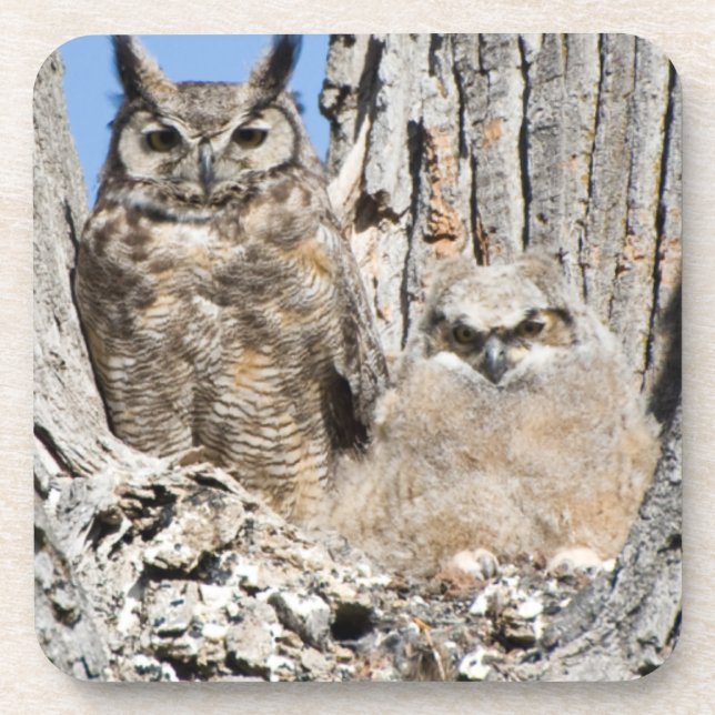 Great Horned Owl and Owlet Beverage Coaster (Front)