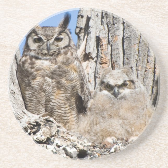 Great Horned Owl and Owlet Sandstone Coaster (Front)