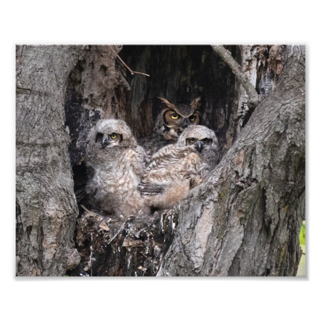 Great Horned Owl and Owlets Photo Print (Front)