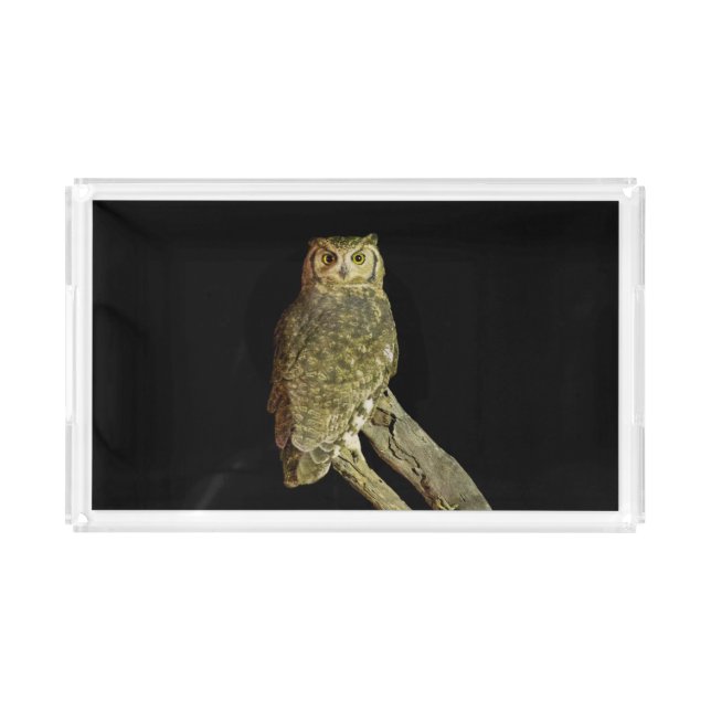 Great Horned Owl at Night Acrylic Tray (Front)