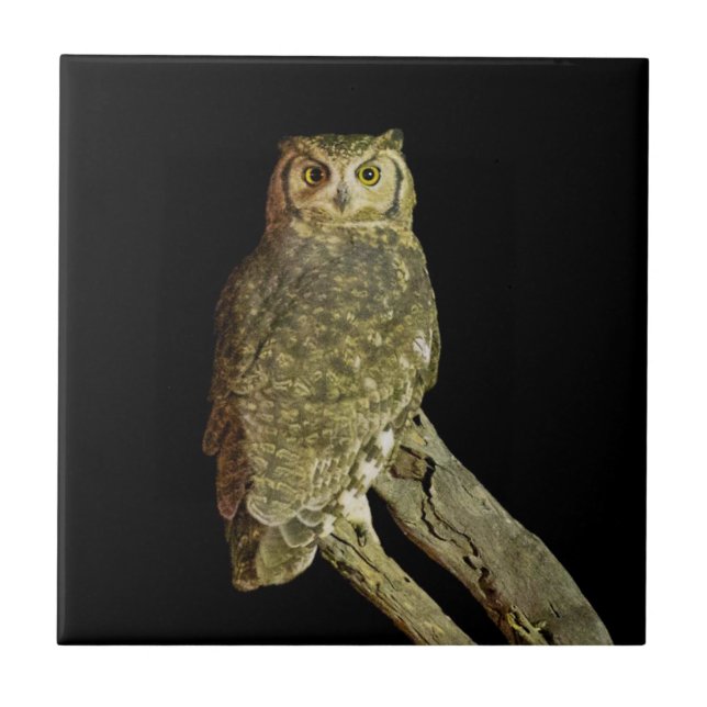 Great Horned Owl at Night Ceramic Tile (Front)
