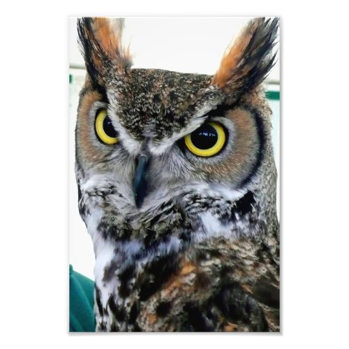 Great Horned Owl Bird Of Prey Photo Print