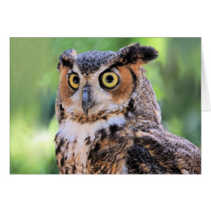 Great Horned Owl Blank Card