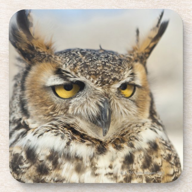 Great Horned Owl (Bubo virginianus) Beverage Coaster (Front)